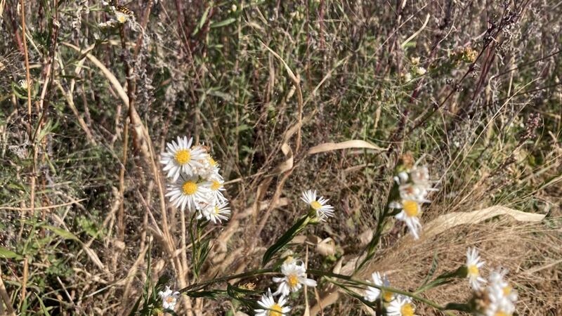 Several different partners are working together to re-establish natural prairies across...