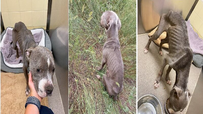 A pit bull was found in poor shape in the Denver area and a reward is being offered for...
